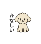 落書き風トイプー アプリコット(日常会話)（個別スタンプ：22）
