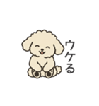 落書き風トイプー アプリコット(日常会話)（個別スタンプ：24）