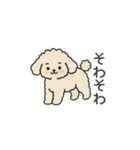 落書き風トイプー アプリコット(日常会話)（個別スタンプ：25）