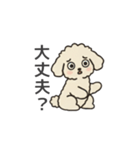 落書き風トイプー アプリコット(日常会話)（個別スタンプ：30）