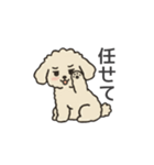 落書き風トイプー アプリコット(日常会話)（個別スタンプ：32）