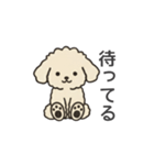 落書き風トイプー アプリコット(日常会話)（個別スタンプ：35）
