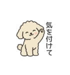 落書き風トイプー アプリコット(日常会話)（個別スタンプ：36）