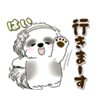 B＆Wシーズー犬 2025 「約束・待ち合わせ」（個別スタンプ：7）