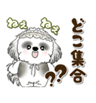 B＆Wシーズー犬 2025 「約束・待ち合わせ」（個別スタンプ：13）