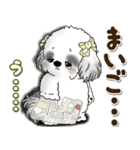 B＆Wシーズー犬 2025 「約束・待ち合わせ」（個別スタンプ：16）