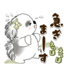 B＆Wシーズー犬 2025 「約束・待ち合わせ」（個別スタンプ：19）