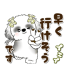 B＆Wシーズー犬 2025 「約束・待ち合わせ」（個別スタンプ：22）