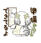 B＆Wシーズー犬 2025 「約束・待ち合わせ」（個別スタンプ：25）