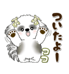 B＆Wシーズー犬 2025 「約束・待ち合わせ」（個別スタンプ：31）