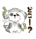 B＆Wシーズー犬 2025 「約束・待ち合わせ」（個別スタンプ：35）