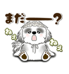 B＆Wシーズー犬 2025 「約束・待ち合わせ」（個別スタンプ：36）