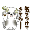 B＆Wシーズー犬 2025 「約束・待ち合わせ」（個別スタンプ：37）