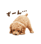毎日つかえる♪癒しトイプードル（個別スタンプ：34）