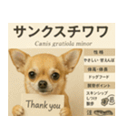 ⭐架空のペット図鑑で日常会話【おもしろい（個別スタンプ：1）