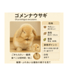 ⭐架空のペット図鑑で日常会話【おもしろい（個別スタンプ：6）