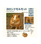 ⭐架空のペット図鑑で日常会話【おもしろい（個別スタンプ：12）