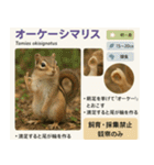 ⭐架空のペット図鑑で日常会話【おもしろい（個別スタンプ：13）