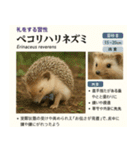 ⭐架空のペット図鑑で日常会話【おもしろい（個別スタンプ：16）