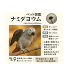 ⭐架空のペット図鑑で日常会話【おもしろい（個別スタンプ：19）