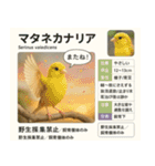 ⭐架空のペット図鑑で日常会話【おもしろい（個別スタンプ：24）