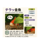 ⭐架空のペット図鑑で日常会話【おもしろい（個別スタンプ：33）