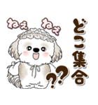 シーズー犬 2025 「約束・待ち合わせ」（個別スタンプ：13）