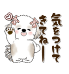 シーズー犬 2025 「約束・待ち合わせ」（個別スタンプ：37）