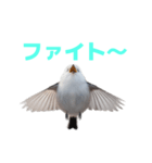 しまえなが J 2（個別スタンプ：17）