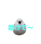 しまえなが J 2（個別スタンプ：24）