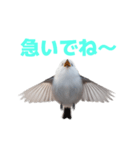 しまえなが J 2（個別スタンプ：25）