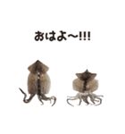 キモ激しく動く！イカ（個別スタンプ：2）