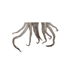 キモ激しく動く！イカ（個別スタンプ：4）