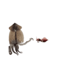 キモ激しく動く！イカ（個別スタンプ：5）