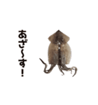 キモ激しく動く！イカ（個別スタンプ：6）