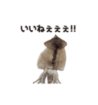 キモ激しく動く！イカ（個別スタンプ：10）