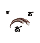 キモ激しく動く！イカ（個別スタンプ：13）