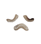 キモ激しく動く！イカ（個別スタンプ：16）