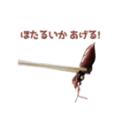 キモ激しく動く！イカ（個別スタンプ：22）