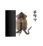 キモ激しく動く！イカ（個別スタンプ：23）