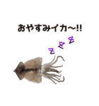 キモ激しく動く！イカ（個別スタンプ：24）