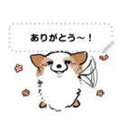 シロは今日も走る（個別スタンプ：1）