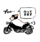 シロは今日も走る（個別スタンプ：8）