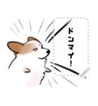 シロは今日も走る（個別スタンプ：11）