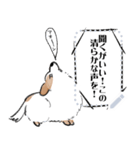 シロは今日も走る（個別スタンプ：15）