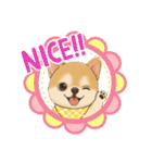 チワワ×ポメラニアンの毎日（個別スタンプ：1）