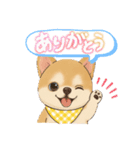チワワ×ポメラニアンの毎日（個別スタンプ：2）