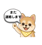 チワワ×ポメラニアンの毎日（個別スタンプ：12）