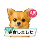 チワワ×ポメラニアンの毎日（個別スタンプ：13）