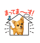 チワワ×ポメラニアンの毎日（個別スタンプ：15）